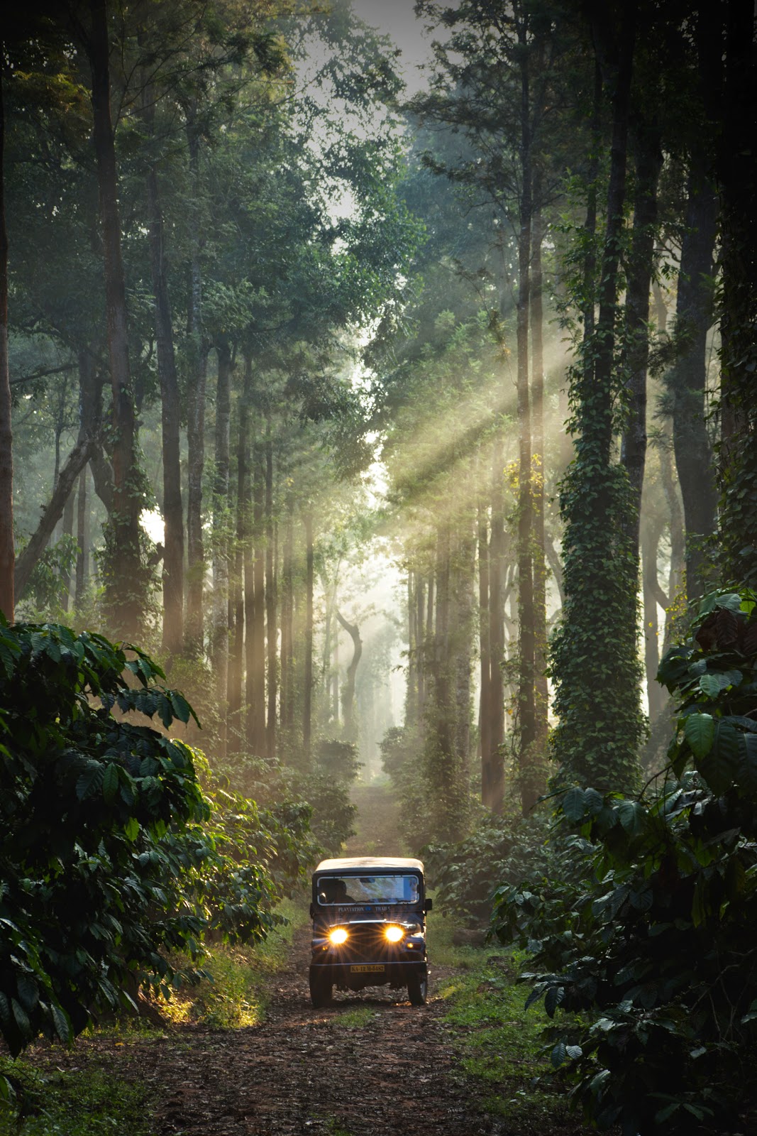 Coffee Trails